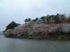 高松の池の桜(18)