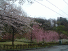 高松の池の桜(19)