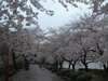 高松の池の桜(20)