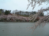 高松の池の桜(21)