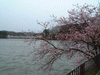 高松の池の桜(23)