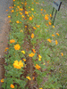 秩父ミューズパーク 癒しの森 花の回廊(4)／キバナコスモス