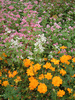 秩父ミューズパーク 癒しの森 花の回廊(21)／アカソバとキバナコスモス