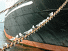 氷川丸の錨で羽根を休めるカモメ(1)