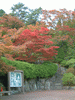 箱根美術館前の紅葉(1)