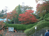 箱根美術館前の紅葉(2)