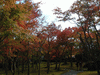 箱根美術館の紅葉(7)