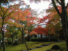 箱根美術館の紅葉(11)