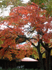 箱根美術館の紅葉(14)