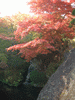 箱根美術館の紅葉(22)