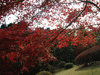 箱根美術館の紅葉(24)