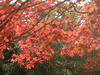 箱根美術館の紅葉(25)