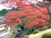 箱根美術館の紅葉(27)