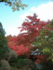 箱根美術館の紅葉(28)
