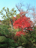 箱根美術館の紅葉(34)
