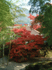 箱根美術館の紅葉(40)