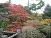 蓬莱園の紅葉・黄葉(1)