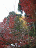 赤山禅院(16)／紅葉と寒桜