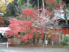 赤山禅院(17)／紅葉と寒桜