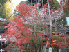赤山禅院(18)／紅葉と寒桜