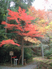 赤山禅院(29)／紅葉