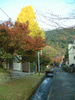 南禅寺から永観堂へ至る道の紅葉・黄葉