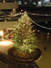 横浜ベイクォーターのクリスマスツリー(1)