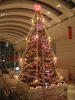 クイーンズスクエアのクリスマスツリー(3)