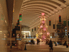 クイーンズスクエアのクリスマスツリー(5)