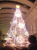 クイーンズスクエアのクリスマスツリー(13)