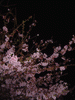 河津桜(4)／半月と共に