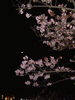河津桜(49)／夜桜ライトアップ