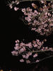 河津桜(50)／夜桜ライトアップ