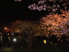 河津桜(58)／夜桜ライトアップ