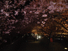 河津桜(65)／夜桜ライトアップ