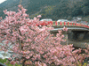 河津桜(182)