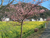 下賀茂みなみの桜と菜の花まつり(3)／菜の花畑と桜