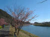 下賀茂みなみの桜と菜の花まつり(5)／桜と青野川
