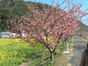 下賀茂みなみの桜と菜の花まつり(6)／桜
