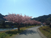 下賀茂みなみの桜と菜の花まつり(20)／桜