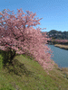 下賀茂みなみの桜と菜の花まつり(22)／青野川と桜