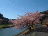 下賀茂みなみの桜と菜の花まつり(24)／青野川と桜