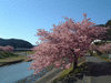 下賀茂みなみの桜と菜の花まつり(25)／青野川と桜