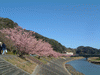 下賀茂みなみの桜と菜の花まつり(26)／青野川と桜