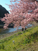 下賀茂みなみの桜と菜の花まつり(29)／青野川と桜