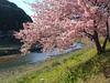 下賀茂みなみの桜と菜の花まつり(30)／青野川と桜