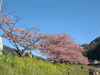 下賀茂みなみの桜と菜の花まつり(34)／桜と菜の花