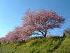 下賀茂みなみの桜と菜の花まつり(36)／桜と菜の花