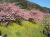 下賀茂みなみの桜と菜の花まつり(41)／桜と菜の花