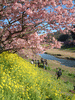 下賀茂みなみの桜と菜の花まつり(42)／桜と菜の花